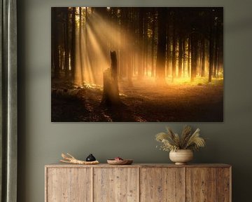 Golden forest light 