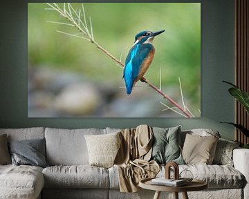 IJsvogel