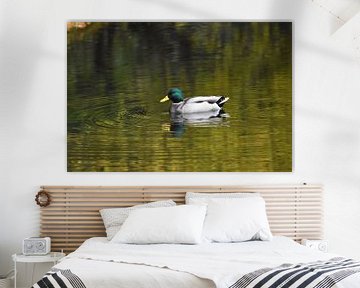 Duck swimming van Henk de Boer