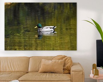 Duck swimming von Henk de Boer