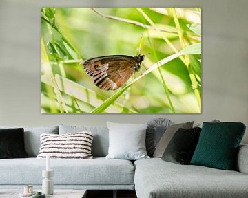 A butterfly on a green leaf RawBird Photo's Wouter Putter