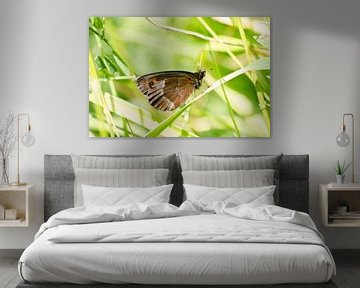 Monniksoogvlinder op een grasspriet RawBird Photo's Wouter Putter