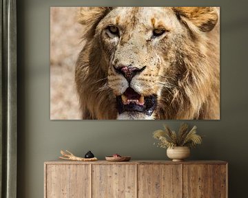 Lion du Serengeti sur Ronne Vinkx