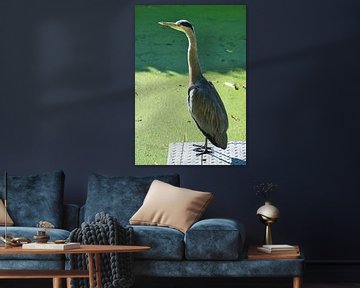 Reiger bij sloot by Rinke Velds