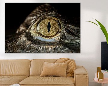 Eye caiman by Rob Smit