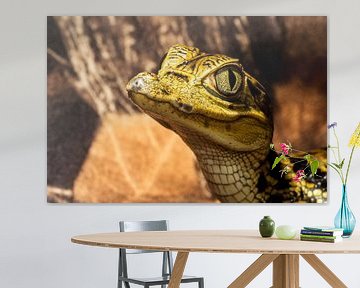 juvenile caiman by Rob Smit