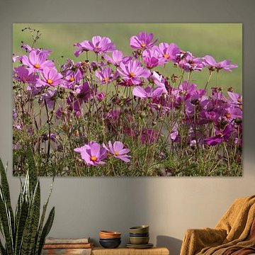 Paarse wilde bloemen 