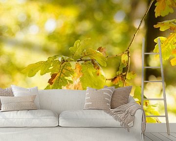 Leaves - Herfstbladeren