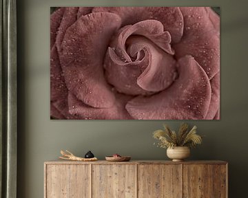 Old Pink rose sur Zilte C fotografie