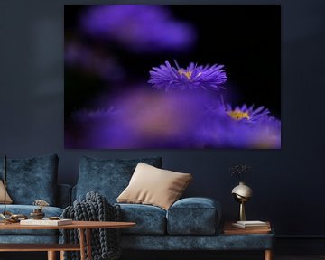 Michaelmas daisy in a purple haze by Birgitte Bergman