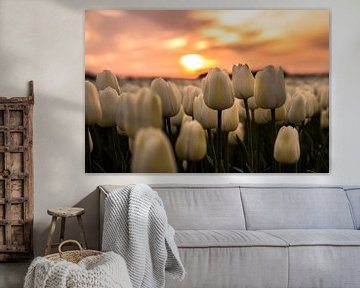 Tulp zonsondergan van Ronald Huiberse