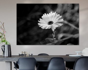 Blume im Herbst