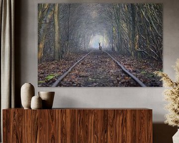 Ree sur une voie ferrée abandonnée sur Maarten Honinx