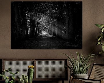 Lichtstrahlen im Mastbos (schwarz-weiß) von Fotografie Jeronimo