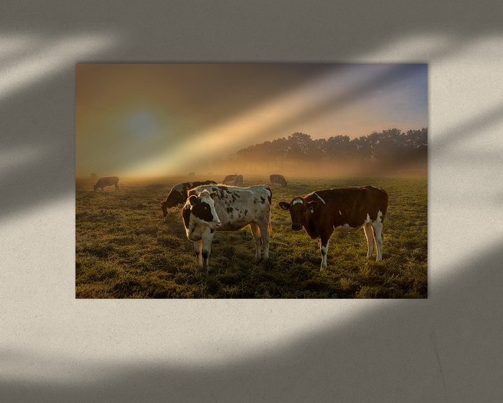 Sfeerimpressie: Koeien in de mist van Dennisart Fotografie