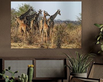 Running Giraffes by Guus Quaedvlieg