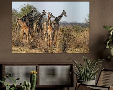Girafes en herbe sur Guus Quaedvlieg
