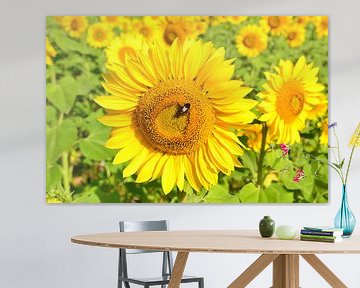 Sonnenblumen in der Dordogne von 7Horses Photography