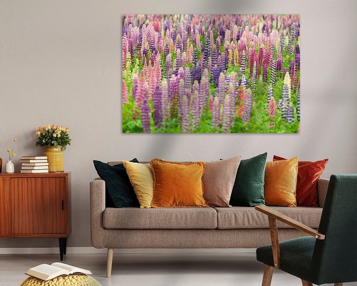 Impression: Flowering field full of lupines in pink and purple sur Caroline Piek