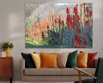 South African flowers 2