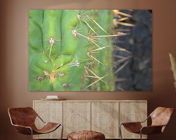 Cactus in Lanzarote sur Annabel van Wensveen