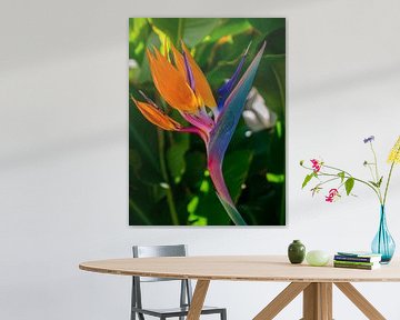 Paradiesvogelblume von Jellie van Althuis