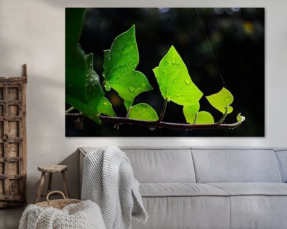 Aperçu de la chambre