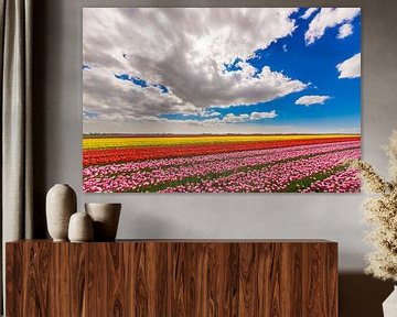 Veld met tulpen van mike van schoonderwalt