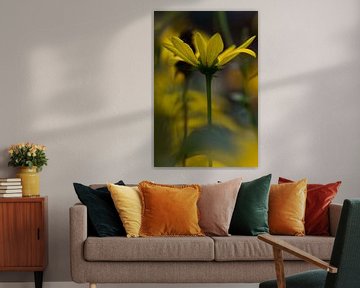 Rudbeckia sur Isabel Alba Gonzalez