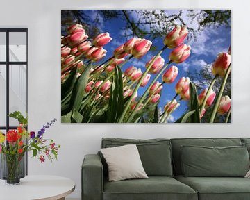Tulpen, Nederland van Wilma Meurs