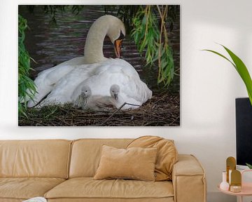 Swan by Anita van Gendt