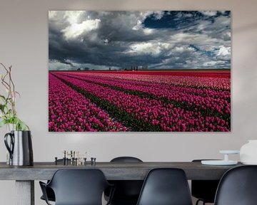 Dutch skies above tulip field by Ilya Korzelius