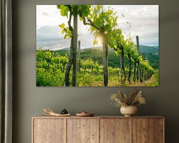 Beautiful vines in Tuscany by Natascha Teubl
