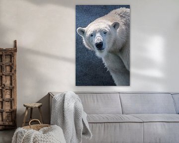 Polar bear looking at the camera by Sjoerd van der Wal