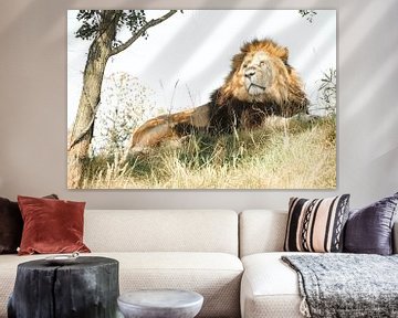 Lion se reposant à la nuance sur Sjoerd van der Wal Photographie