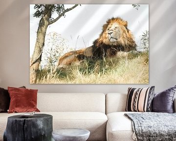 Male Lion resting on a hill in the Savanna