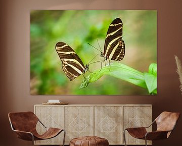 Papillons Heliconius charithonia assis sur une feuille sur Chris Stenger