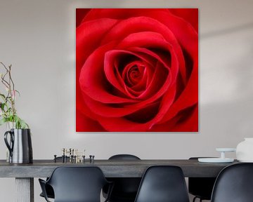 Rode roos van John Groen