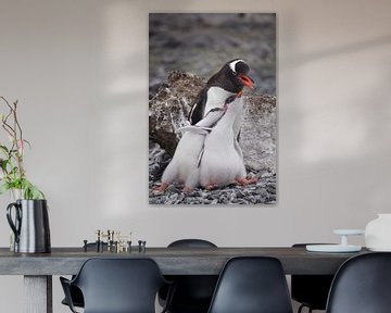 Gentoo penguin family Antarctica by ad vermeulen