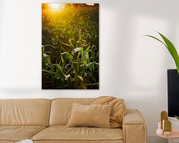 Maize field at sunset by Yvette Baur