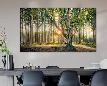 Tree in backlight in Bakkeveen forest by Martijn van Dellen