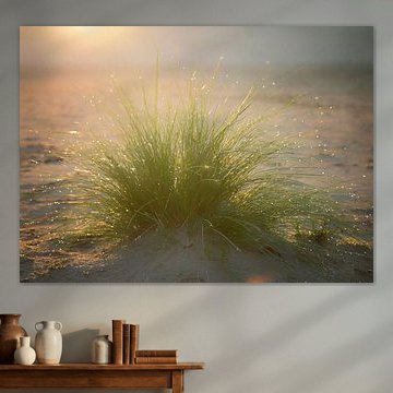 dauwdruppels in tegenlicht