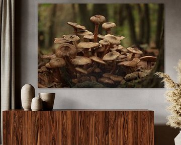 paddenstoelen in de herfst van nikita van der Starre- Zagers