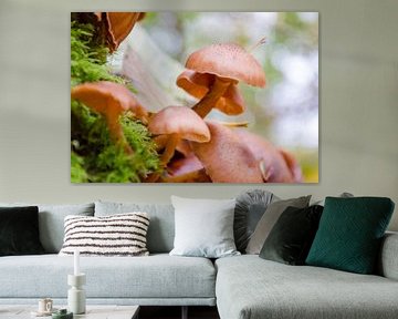 Autumn - mushrooms by Jack Koning
