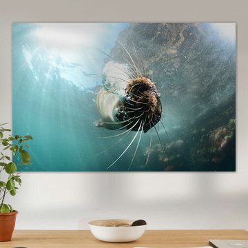 Zeeleeuw onder water