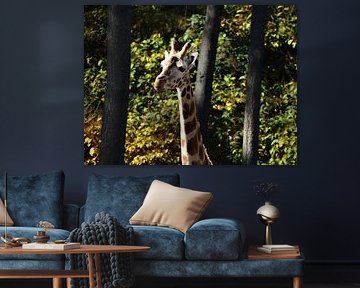 Lieve Giraffe