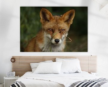 Vos / fox von Jan Katsman