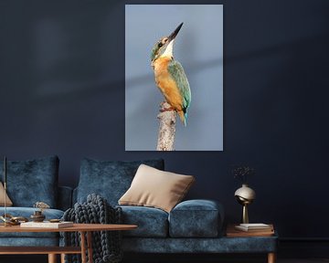 IJsvogel / Kingfisher van Jan Katsman