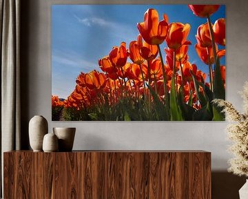 Rood geel oranje tulpen van Ad Jekel