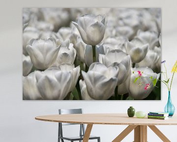 Witte tulpen van Ad Jekel